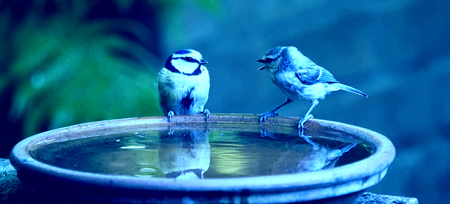 conversation-blue